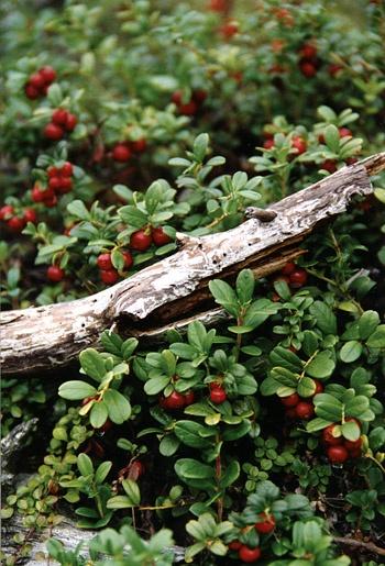 Garden's Gift: Luscious and Organic Berry Assortment
